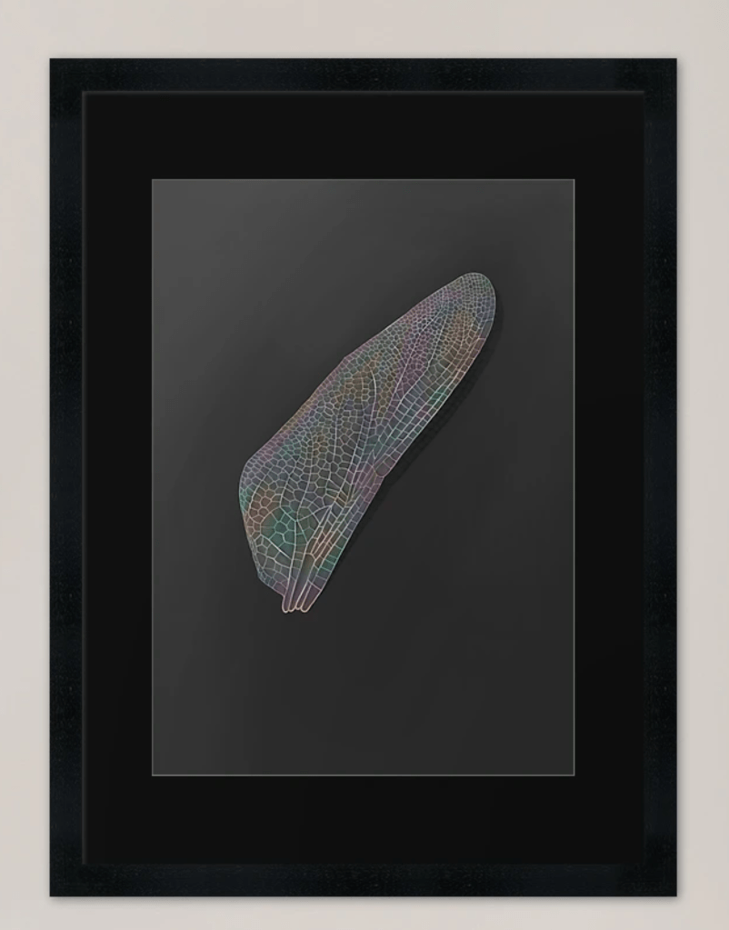 Digital drawing of a delicate and intricate iridescent insect wing. White lines and rainbow colours.  Framed in a black frame.