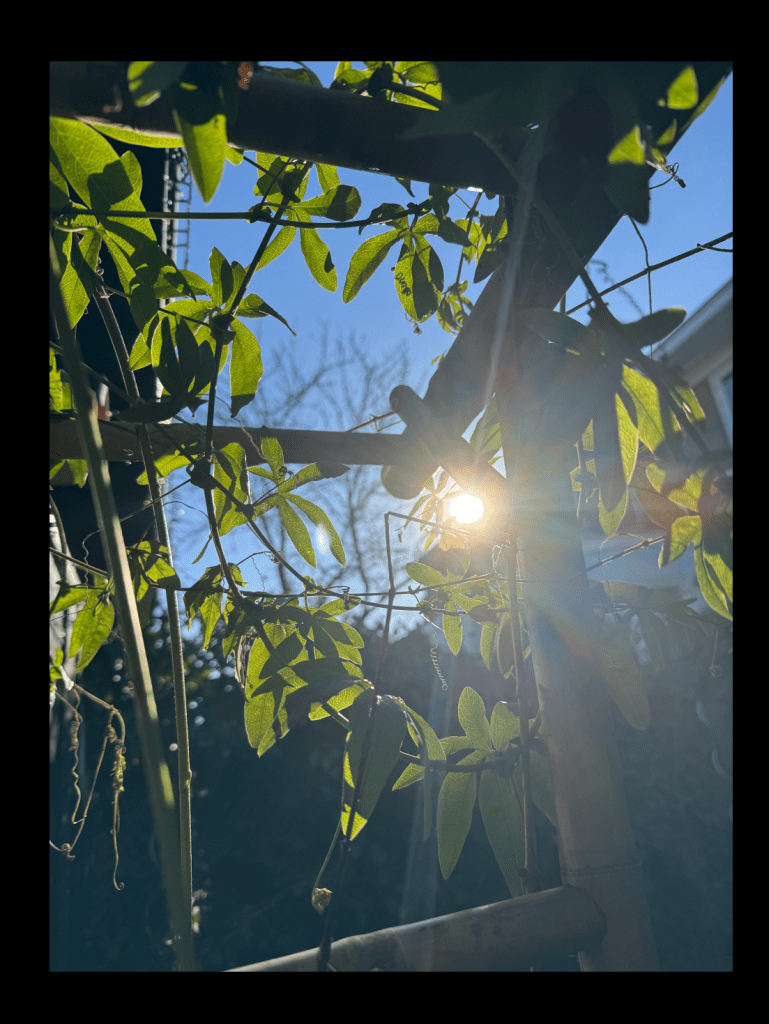 Sunshine peaking through passionflower plant leaves growing over a bamboo pergola. Nice blue sky, direct sunlight shining at the camera. 